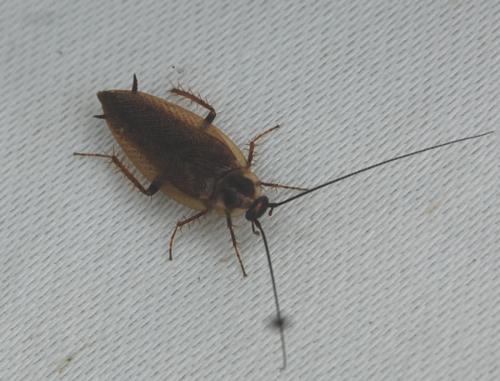 Ectobius lapponicus