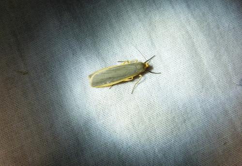 Eilema lurideola