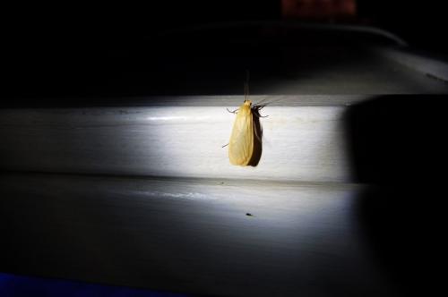 Réf. 104 075 : Eilema sororcula