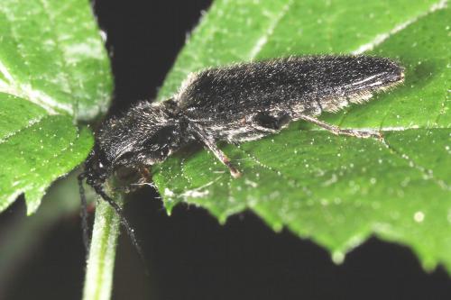 Réf. 104 056 : Hemicrepidius sp.