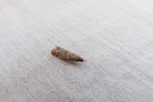 Ephestia unicolorella