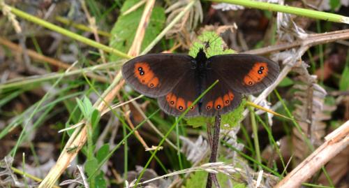 Erebia meolans