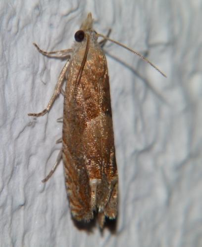 Réf. 104 190 : Eucosma conterminana