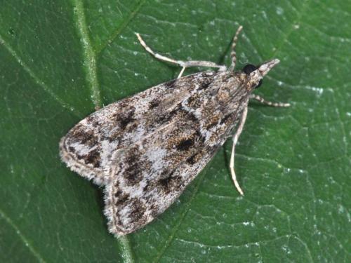 Eudonia mercurella