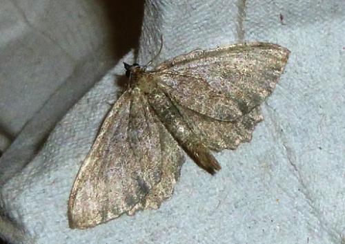 Réf. 104 701 : Philereme vetulata