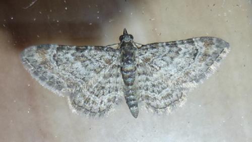 Gymnoscelis rufifasciata