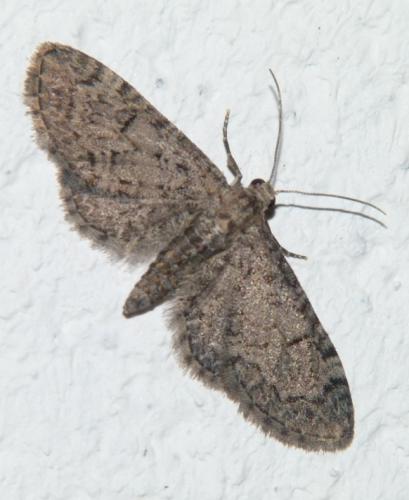 Réf. 104 263 : Eupithecia ultimaria