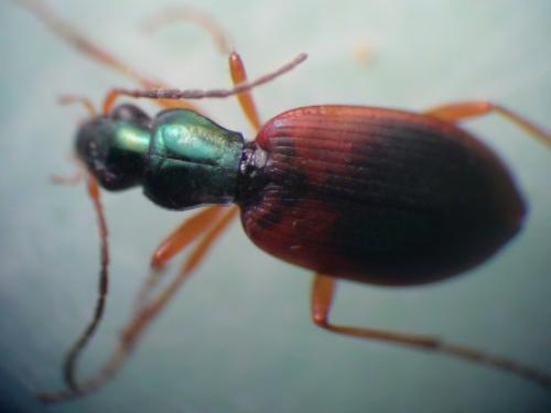 Réf. 104 834 : Anchomenus dorsalis