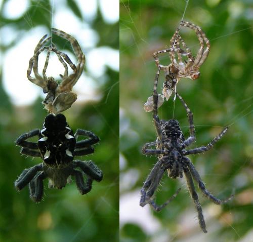 Cyrtophora citricola