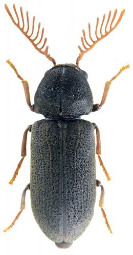 Réf. 104 993 : Ptilinus fuscus