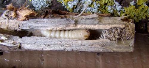 Purpuricenus kaehleri