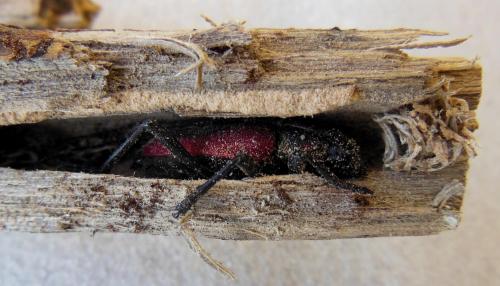 Réf. 104 131 : Purpuricenus kaehleri