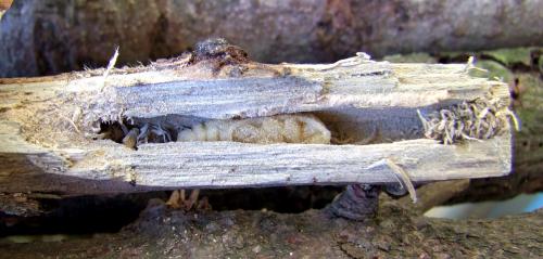 Réf. 104 054 : Purpuricenus kaehleri