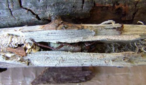 Réf. 104 102 : Purpuricenus kaehleri