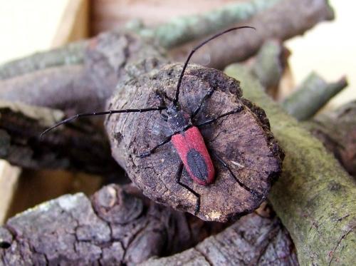Réf. 104 133 : Purpuricenus kaehleri