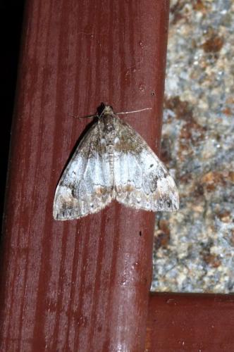 Dysstroma sp.
