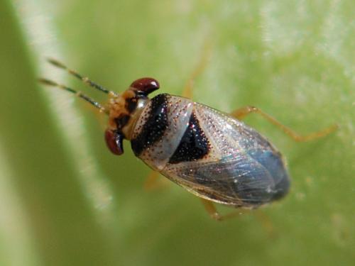Réf. 104 930 : Geocoris megacephalus