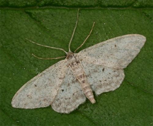 Réf. 104 194 : Idaea seriata