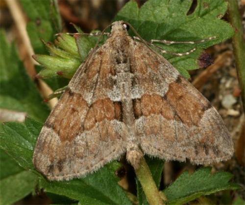 Réf. 104 572 : Thera obeliscata