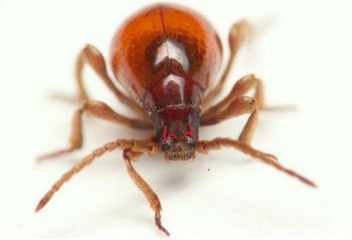 Réf. 104 837 : Gibbium psylloides