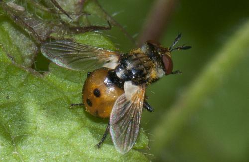 Gymnosoma sp.