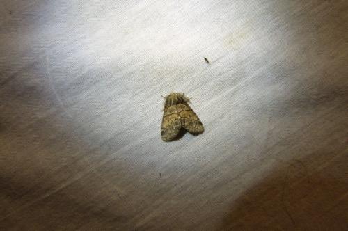 Réf. 104 797 : Gluphisia crenata