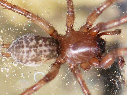 Réf. 104 693 : Gnaphosa alacris