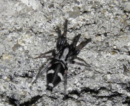 Poecilochroa sp.