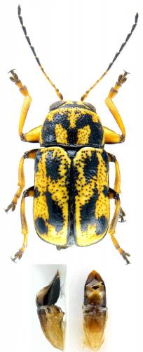 Pachybrachis hieroglyphicus