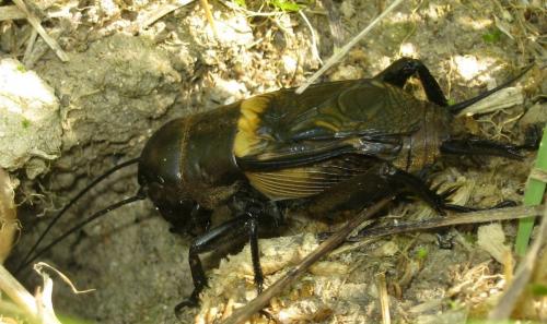 Réf. 104 613 : Gryllus campestris