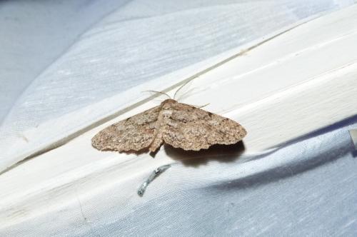Réf. 104 233 : Hypomecis punctinalis