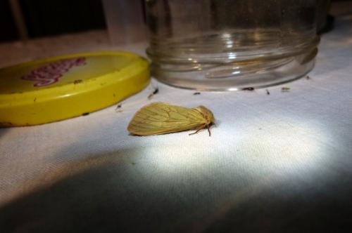 Hepialus humuli