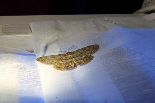 Hypomecis punctinalis