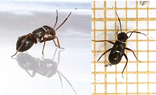 Pilophorus sp.