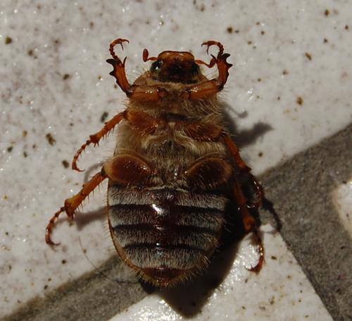 Amphimallon solstitiale
