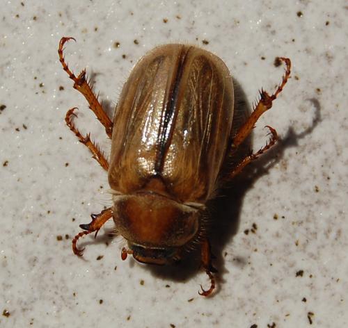 Amphimallon solstitiale