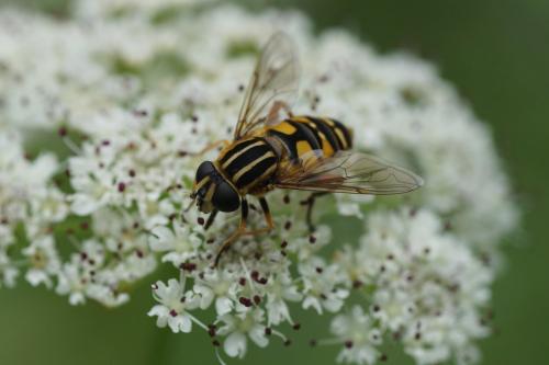 Helophilus pendulus