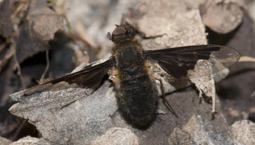 Hemipenthes morio