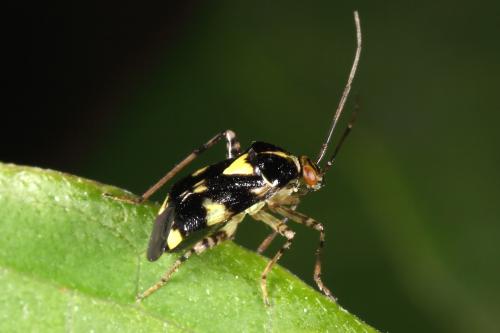 Liocoris tripustulatus