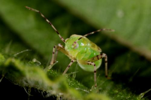 Liocoris tripustulatus