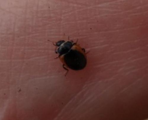 Ceratomegilla rufocincta