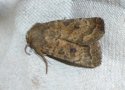 Réf. 104 698 : Hoplodrina octogenaria