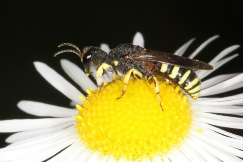 Réf. 104 209 : Lestica clypeata