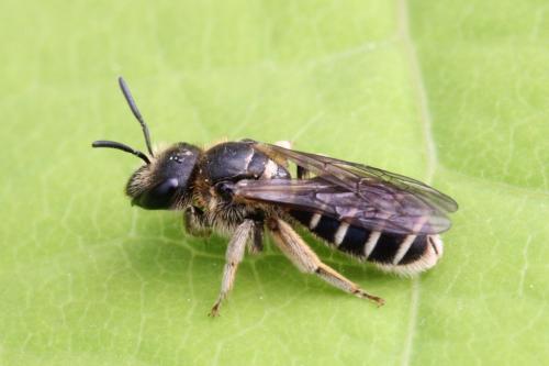 Réf. 104 273 : Halictus sp.