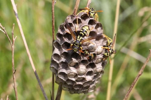 Réf. 104 021 : Polistes gallicus