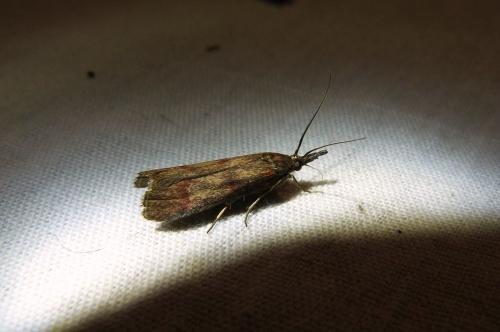 Hypochalcia ahenella