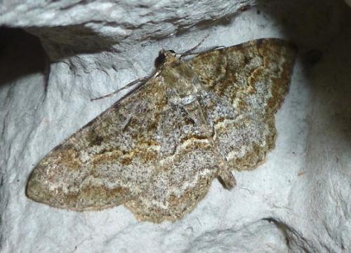 Alcis repandata