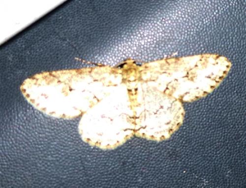 Ectropis crepuscularia