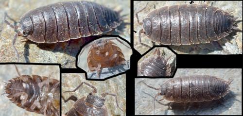 Porcellio violaceus