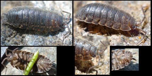 Porcellio violaceus